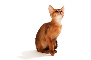 Abyssinian ginger cat on a white background	