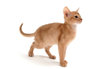 Abyssinian ginger cat on a white background	