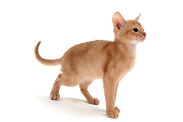 Obraz premium Abyssinian ginger cat on a white background 