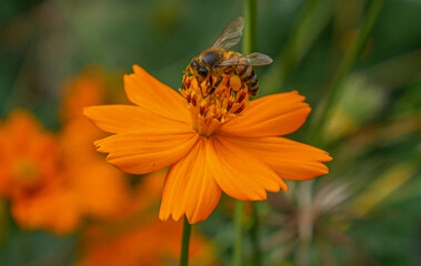 bee on flower