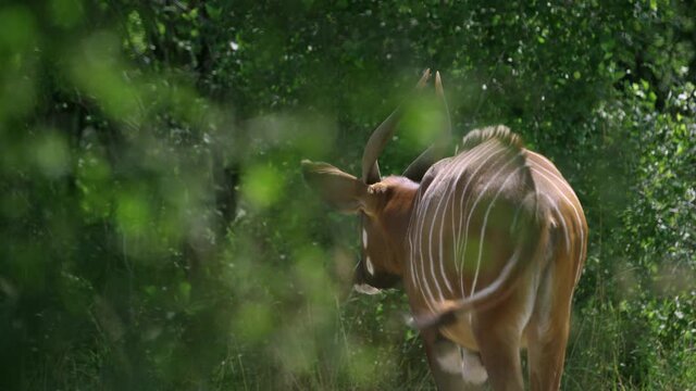 bongo antelope walking into vegitation - from behind