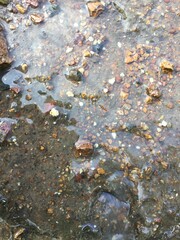 autumn leaves on the water