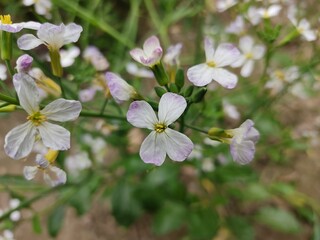 small Beautiful flowers in th field.flowers with green background.flowers for background texture.beautiful nature in spring.