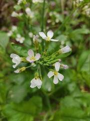 small Beautiful flowers in th field.flowers with green background.flowers for background texture.beautiful nature in spring.