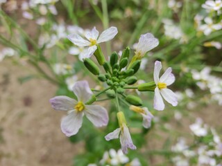 small Beautiful flowers in th field.flowers with green background.flowers for background texture.beautiful nature in spring.
