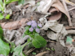 small Beautiful flowers in th field.flowers with green background.flowers for background texture.beautiful nature in spring.
