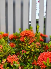 Ixora red flower in natural plant 