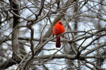 cardinal on a branch