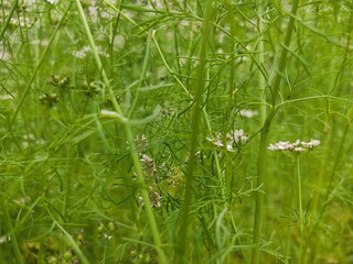 small Beautiful flowers in th field.flowers with green background.flowers for background texture.beautiful nature in spring.