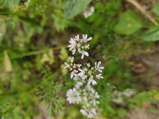 small Beautiful flowers in th field.flowers with green background.flowers for background texture.beautiful nature in spring.
