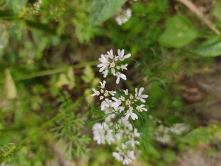 small Beautiful flowers in th field.flowers with green background.flowers for background texture.beautiful nature in spring.