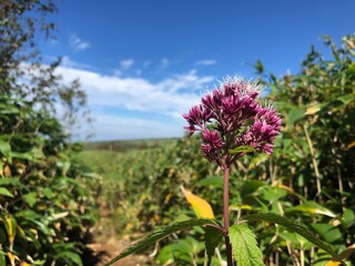 flowers in the field