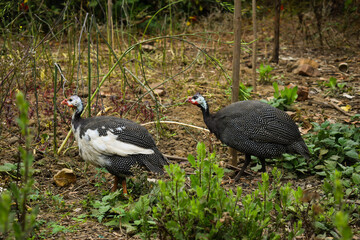 Male and female Guineafowl pullets in green forest plants