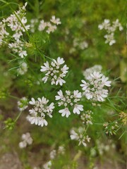 small Beautiful flowers in th field.flowers with green background.flowers for background...