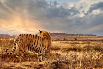 An adult male tiger (Panthera tigris tigris) standing with backlight from the setting sun, his...