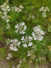 small Beautiful flowers in th field.flowers with green background.flowers for background texture.beautiful nature in spring.