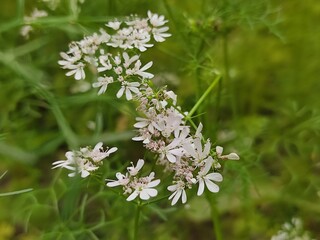 small Beautiful flowers in th field.flowers with green background.flowers for background texture.beautiful nature in spring.