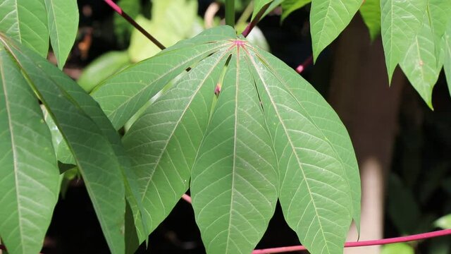 Tapioca plant leaves with showers of sunlight. Cassava plant with fresh green leaves isolated on nature background. Cassava plant leaves