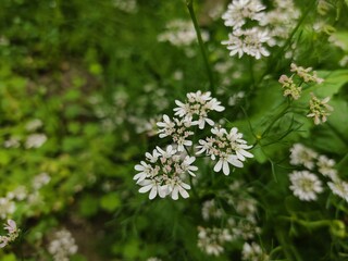 small Beautiful flowers in th field.flowers with green background.flowers for background texture.beautiful nature in spring.