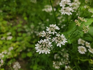 small Beautiful flowers in th field.flowers with green background.flowers for background texture.beautiful nature in spring.