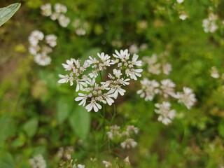 small Beautiful flowers in th field.flowers with green background.flowers for background texture.beautiful nature in spring.