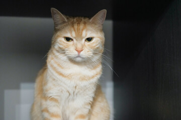 冷めた目で睨む猫