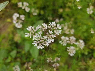 small Beautiful flowers in th field.flowers with green background.flowers for background texture.beautiful nature in spring.