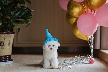 Cute white Bichon Frise dog celebrating birthday at home. Domestic Pet party with hot air balloons...