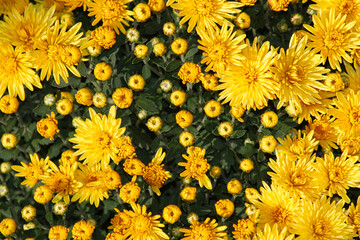 Yellow chrysanthemums on a white background. Front view, gift card texture