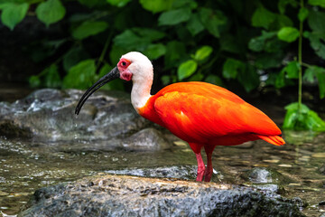 Scarlet ibis, Eudocimus ruber. Wildlife animal in the zoo
