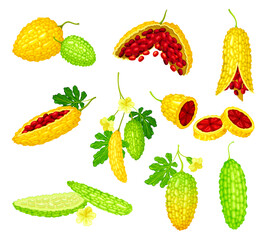 Momordica Charantia or Bitter Melon as Tropical Vine with Edible Fruit Vector Set