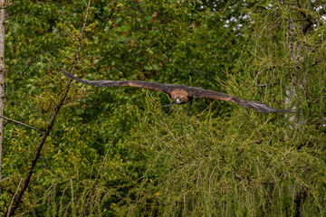 Golden eagle, Aquila chrysaetos sitting on a branch