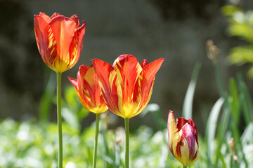 Tulipes bi colore à Pâques