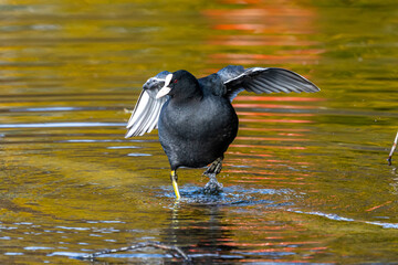 Common moorhen Gallinula chloropus also known as the waterhen or swamp chicken