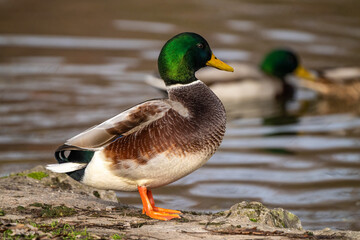 Wild duck or mallard, Anas platyrhynchos swimming in a lake