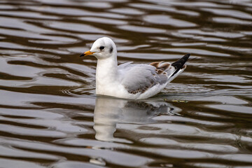 The European Herring Gull, Larus argentatus is a large gull