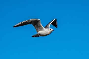 The European Herring Gull, Larus argentatus is a large gull