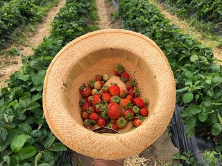 strawberries in a hat