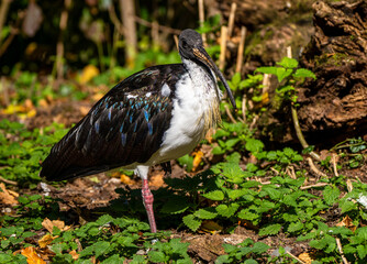 Straw-necked Ibis, Threskiornis spinicollis in the zoo