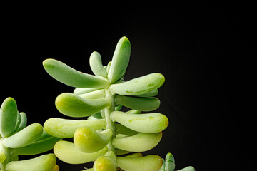 Succulent plant leaves on black background close up