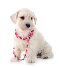 white miniature schnauzer in studio