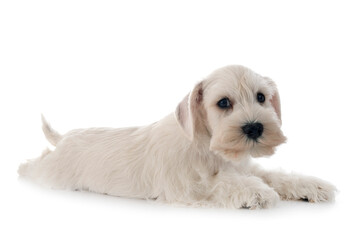 white miniature schnauzer in studio