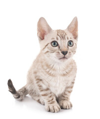 bengal kitten in studio