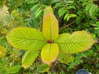 Kratom plant (Mitragyna speciosa) grows wild in tropical Borneo