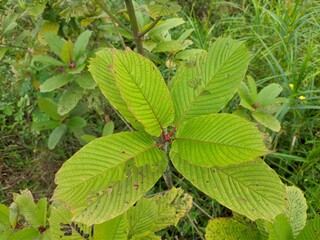 Kratom plant (Mitragyna speciosa) grows wild in tropical Borneo