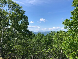 trees and blue sky