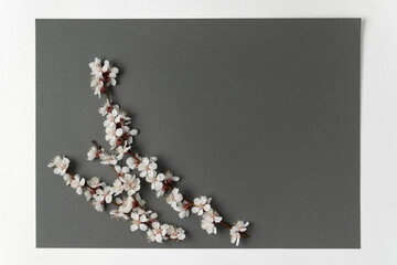 Spring branches in blossom on gray background. Template. Backdrop. Mockup