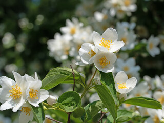 Obraz premium Blühender Europäischer Pfeifenstrauch, Philadelphus coronarius
