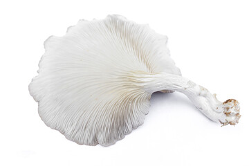 Oyster Mushroom (Phoenix Mushroom, Lung Oyster Mushroom) is a good choice of food for vegetarian. Close up of behind of oyster mushroom with white background.