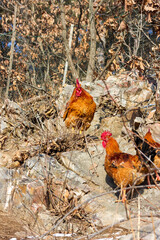 rooster in the farm